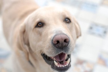 Kum renkli bir Labrador alıcısının burnuna odaklan.