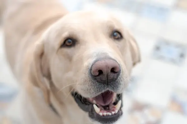 Kum renkli bir Labrador alıcısının burnuna odaklan.