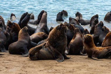 Kumsalın kumlarında deniz aslanları.