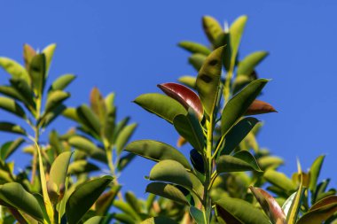 Arkaplanda gökyüzü olan gomero yaprakları (fius elastica).