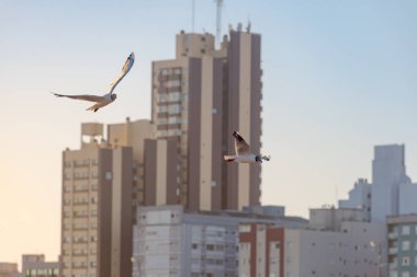 Martı kıyı şehrinde uçuyor.