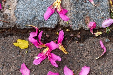 Palo borracho ağacının pembe çiçeğine odaklan..