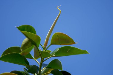Gökyüzünde izole edilmiş bir fitil elastika ağacının dalı..