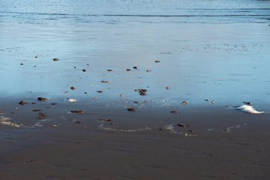 Dalgalar tarafından sürüklenen deniz yosunları tarafından istila edilmiş..