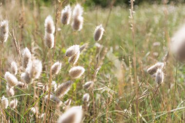 Tavşan kuyruğu olarak bilinen bitkiler güneşli bir günbatımının arka ışığına karşı.