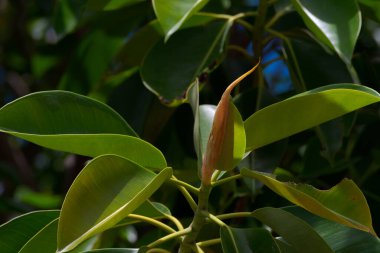 Bir sakız ağacının yaprak tomurcuğunun yakın çekimi.