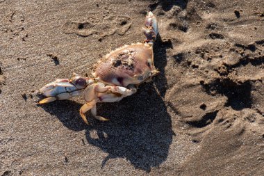 Sahildeki kumsalda ölü bir yengecin kalıntıları..