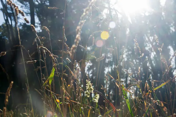 stock image Dactylis glomerata bush and background grove with sun glints.