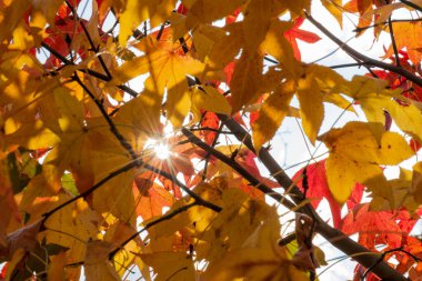 Sonbahar yapraklı güneş ve ağaç parlıyor..