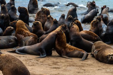 Kumsalın kumlarında deniz aslanları.