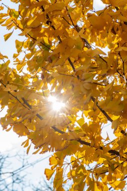 Sonbahar yapraklı güneş ve ağaç parlıyor..