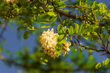 Sahte akasya ağacının çiçeği.