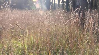 Güneşin parıltılarıyla rüzgarda hareket eden sakin bitki örtüsü manzarası.