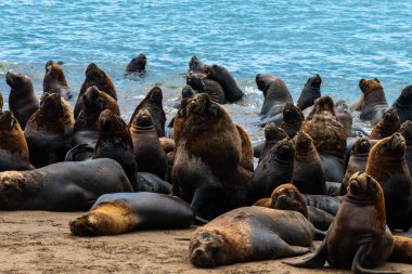 Kumsalın kumlarında deniz aslanları.