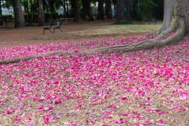Palo Borracho 'nun pembe çiçekleriyle kaplı bir parkın zemininde..