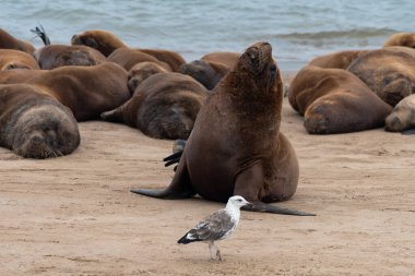 Deniz aslanları kıyıda dinleniyor..
