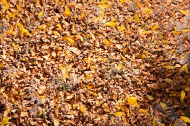Sonbahar yapraklarıyla kaplı bir zeminin dokusu.