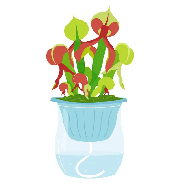 Απλός Σχεδιασμός Αυτοποτίσματος Για Γλάστρες Καλλιεργώντας Ένα Σαρκοφάγο Λουλούδι Εξειδικευμένα — Διανυσματικό Αρχείο