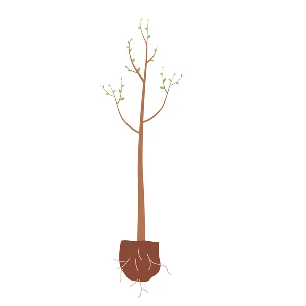 有根和叶子的幼树 春天在花园里播种的树苗 绿化概念的种植 环境保护的媒介说明 志愿工作 — 图库矢量图片