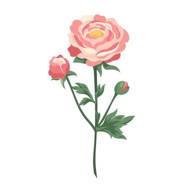 Tomurcuk vektörlü yumuşak pembe ranunculus çiçekleri Çiçek açan çiçek vektörü düz çiçek bitkileri baskı, kart, el ilanı, pankart izole edilmiş beyaz arkaplan için elementler dizayn eder