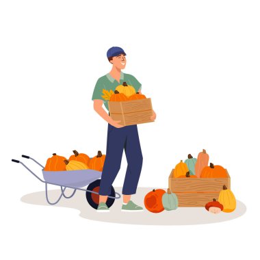 Çiftçi pazarında organik taze balkabağı satan mutlu satıcı. Bahçe arabası ve balkabağı hasadı olan bir tarım işçisi. Çeşitli balkabaklarıyla ahşap kutu. Satılık olgun balkabakları. Düz vektör illüstrasyonu