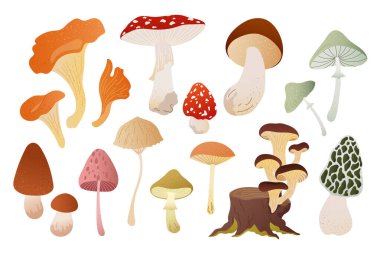 Sıcak sonbahar renklerinde desenli orman mantarlarının vektör koleksiyonu. Sonbahar kartı, bayrak, baskı, poster, ambalaj ya da rahat mevsimlik tasarım unsuru için el yapımı mantar, mantar ve boletus