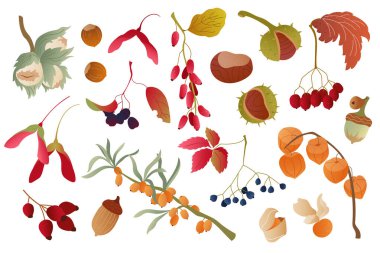 Dokulu sonbahar meyveleri, bitki salatası, meşe palamudu ve tohum seti. Mevsimlik tasarım elementleri bitkiler, kestane rengi, kestane rengi, fındık rengi. Yazdırma, pankart, kart ve ambalaj için sonbahar koleksiyonu