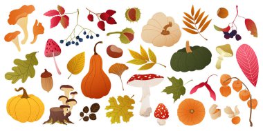 Toplanan sonbahar elementleri: balkabakları, yapraklar, mantarlar, meyveler, meşe palamutları ve fındıklar. Mevsimlik kartlar, afişler, posterler, baskılar için samimi bir sonbahar havası. Sıcak düz vektör tasarım elementi kümesi izole edildi