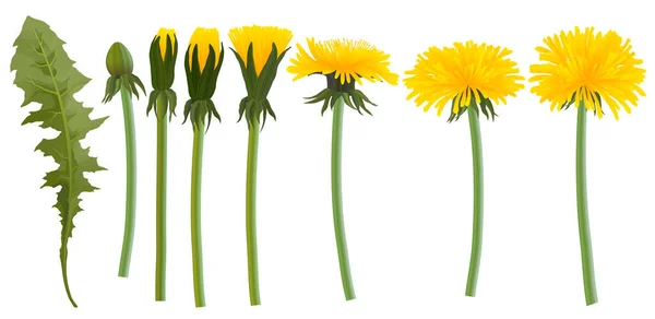 現実的な黄色のタンポポの花 蕾と葉のベクトルセット — ストックベクタ