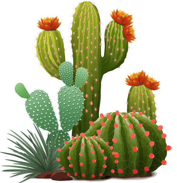 Realistic vector illustration of different houseplant cactus composition with flowers