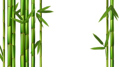 Yeşil Bambu gerçekçi vektör çizim, arka plan için iyi