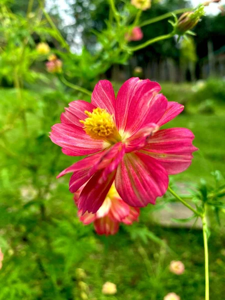 粉色宇宙之花在花园中 绿叶为背景 — 图库照片