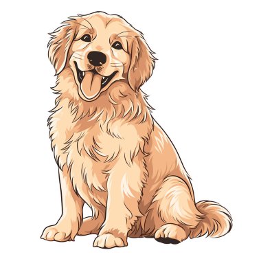 Golden Retriever 'ın vektör çizimi, mutlu bir ifadeyle oturuyor. Köpek izleyiciye bakıyor ve beyaz bir arkaplanda tasvir ediliyor..