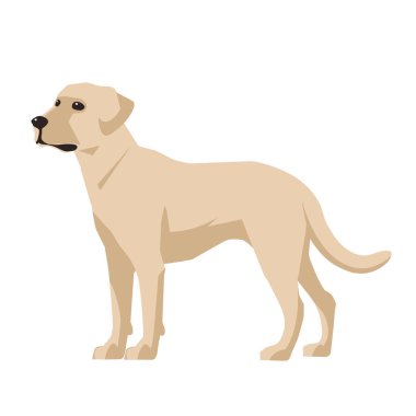 Bu vektör görüntüsü beyaz zemin üzerinde duran sarı bir Labrador av köpeğini gösteriyor. Köpek sola bakıyor ve başını hafifçe eğmiş durumda. Uzun bir kuyruğu var ve ayakları üzerinde duruyor.