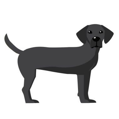 Bu vektör resimde, beyaz zemin üzerinde duran siyah bir Labrador Retriever gösteriliyor. Köpek başını biraz yana eğmiş bir şekilde sola bakıyor. Uzun kuyruğu ve düz bacakları var..