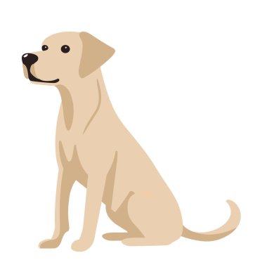 Vektör illüstrasyonu beyaz arka planda sarı bir Labrador av köpeği gösteriyor. Köpek sola döner ve başını hafifçe kaldırır. Uzun bir kuyruğu var ve oturuyor..