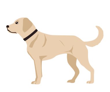 Vektör illüstrasyonunda beyaz arka planda sarı bir Labrador av köpeği tasvir ediliyor. Köpek başını biraz yukarı eğmiş bir şekilde sola bakıyor. Uzun bir kuyruğu var ve düz bacakları var..