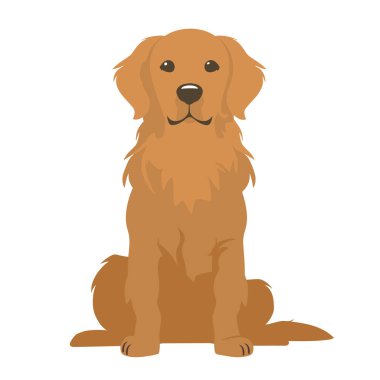 Bu beyaz arka planda oturan Golden Retriever köpeğinin çizgi film çizimi. Köpek nazik bir ifadeyle ileriye bakıyor. Görüntü sosyal medyada ve web tasarımında kullanmak için mükemmel