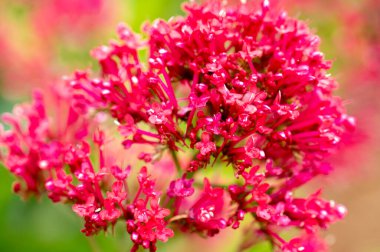 Bahçe kediotu gizemli olduğu kadar güzel de bir çiçektir. 