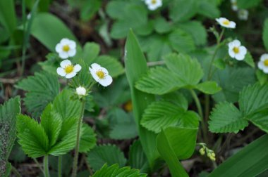 Baharın beyaz çiçekleri doğanın bahçesindeki vahşi yaprakların arasında çiçek açar.