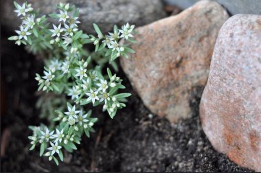 İlkbaharın yumuşak yosun büyümesi taşı doğanın bitki örtüsüyle boyar.
