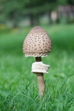 Sonbahar aylarında çimenlerin içinde, kahverengi ve beyaz şapkalı, ormanda şemsiye mantarlı yabani mantarların yakın çekimi.