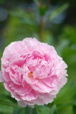 Bahçede açan güzel pembe ve kırmızı güller