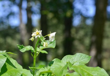 Bir bahar bahçesinde çiçek açan bir çiçekte dinlenen kelebek.