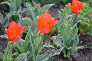 Baharda çiçek açan bir bahçede renkli laleler