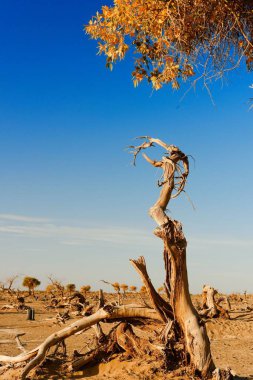 Kuru çöl manzarasında yalnız ölü bir ağaç. Mavi gökyüzü ve kumla.