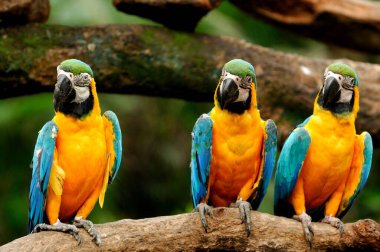 Canlı tüyleri ve parlak gagasıyla vahşi doğaya tünemiş renkli mavi ve sarı bir papağan.