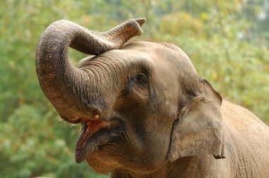 Hayvanat bahçesindeki büyük kulaklı, gri derili bebek fil.