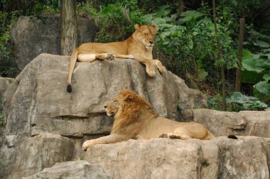 Aslan ve dişi aslan ve yavrusu hayvanat bahçesinde dinleniyor.