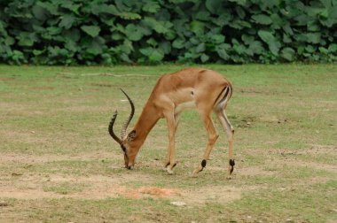 Kruger Ulusal Parkı 'nda Impala antilobu otluyor.